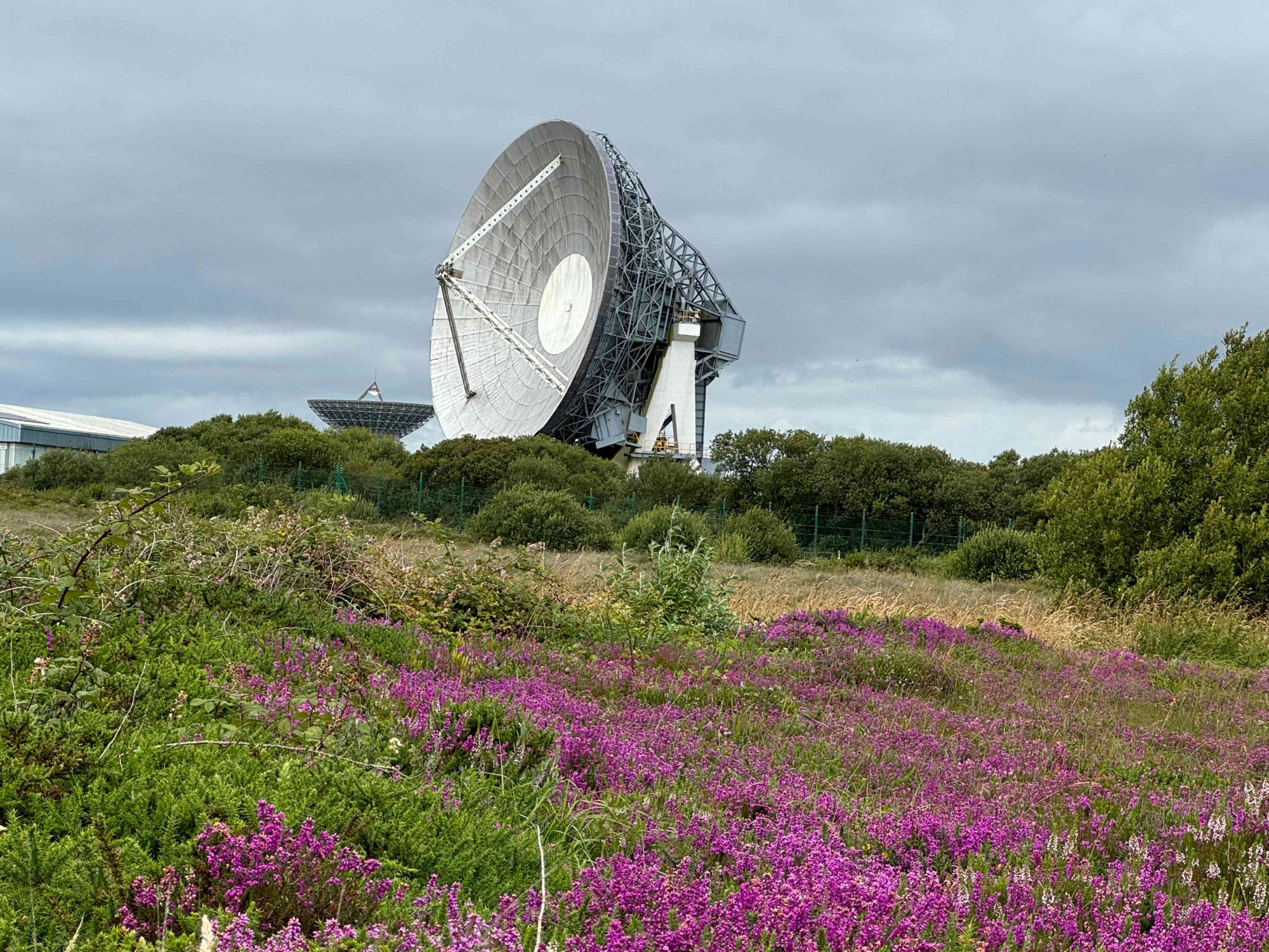 View of large antenna at Goonhilly earth station with purple heather flowers in foreground